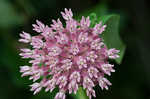 Purple milkweed